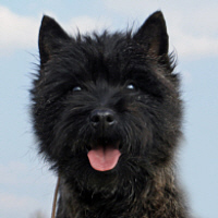 Hjohoo`s Connection forever Hjoung